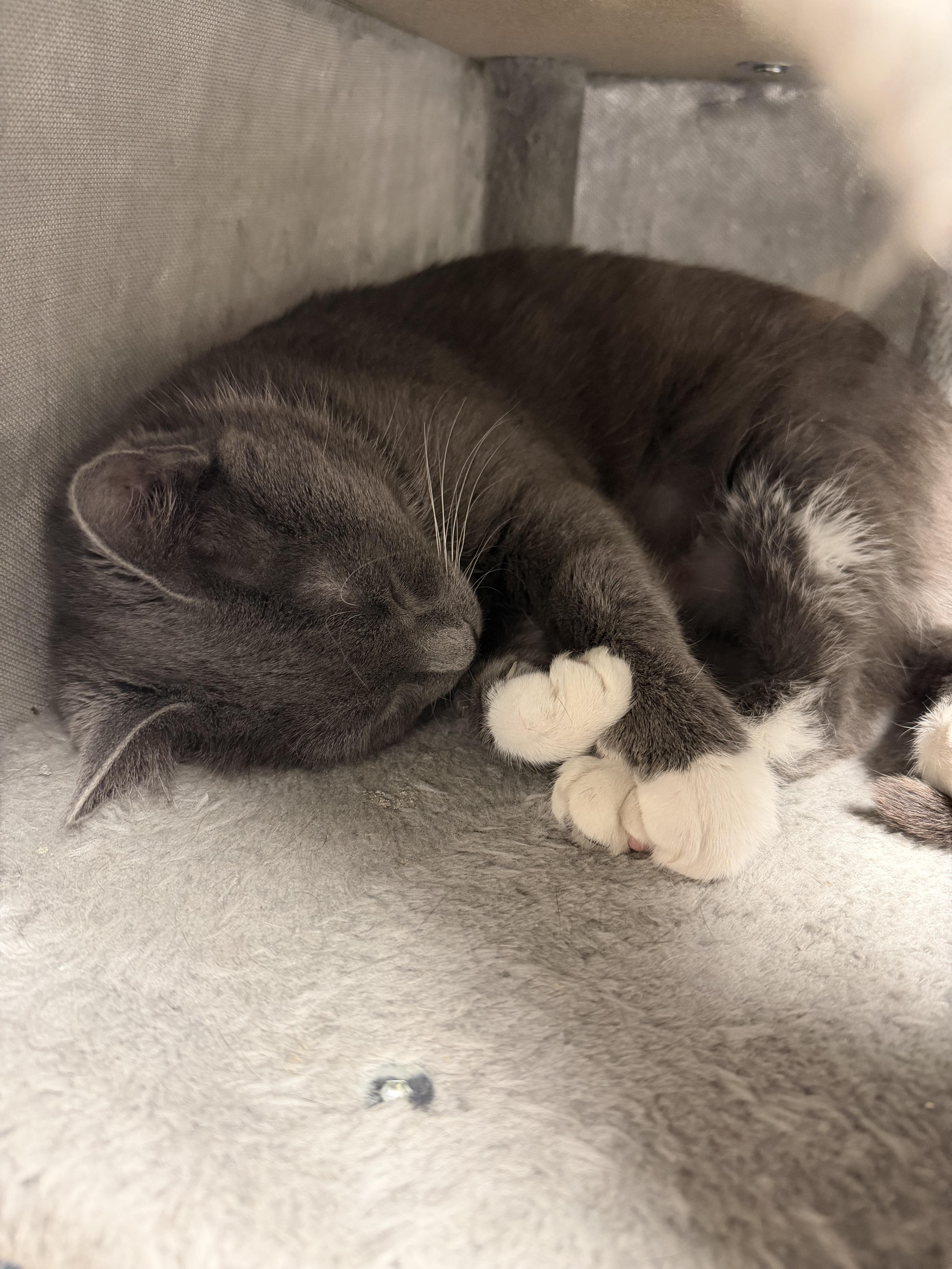 Enlarge Apple, a Adoptable Domestic Short Hair in North Kingstown, RI image 2/6