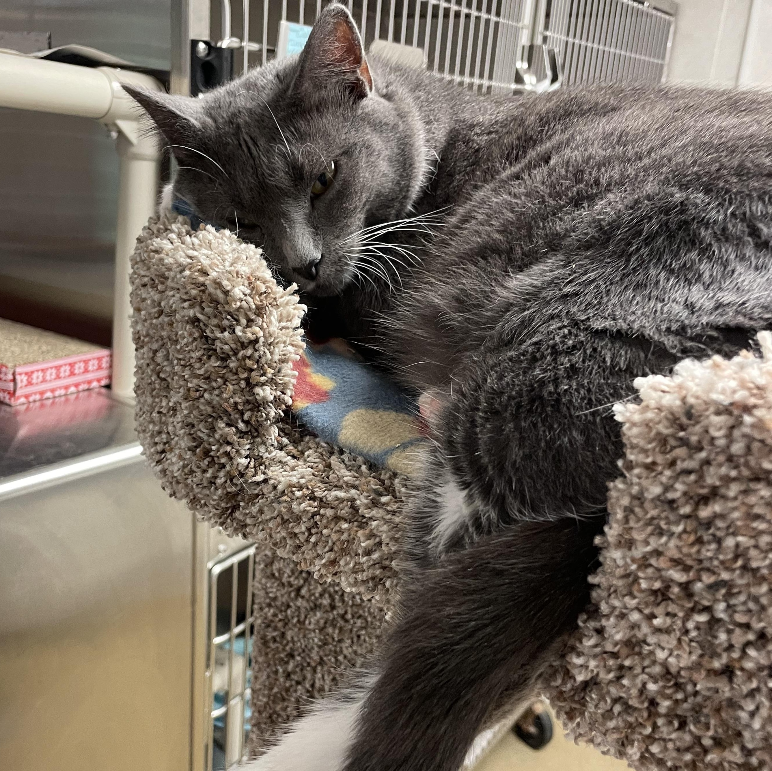 Apple, a Adoptable Domestic Short Hair in North Kingstown, RI image 3/6