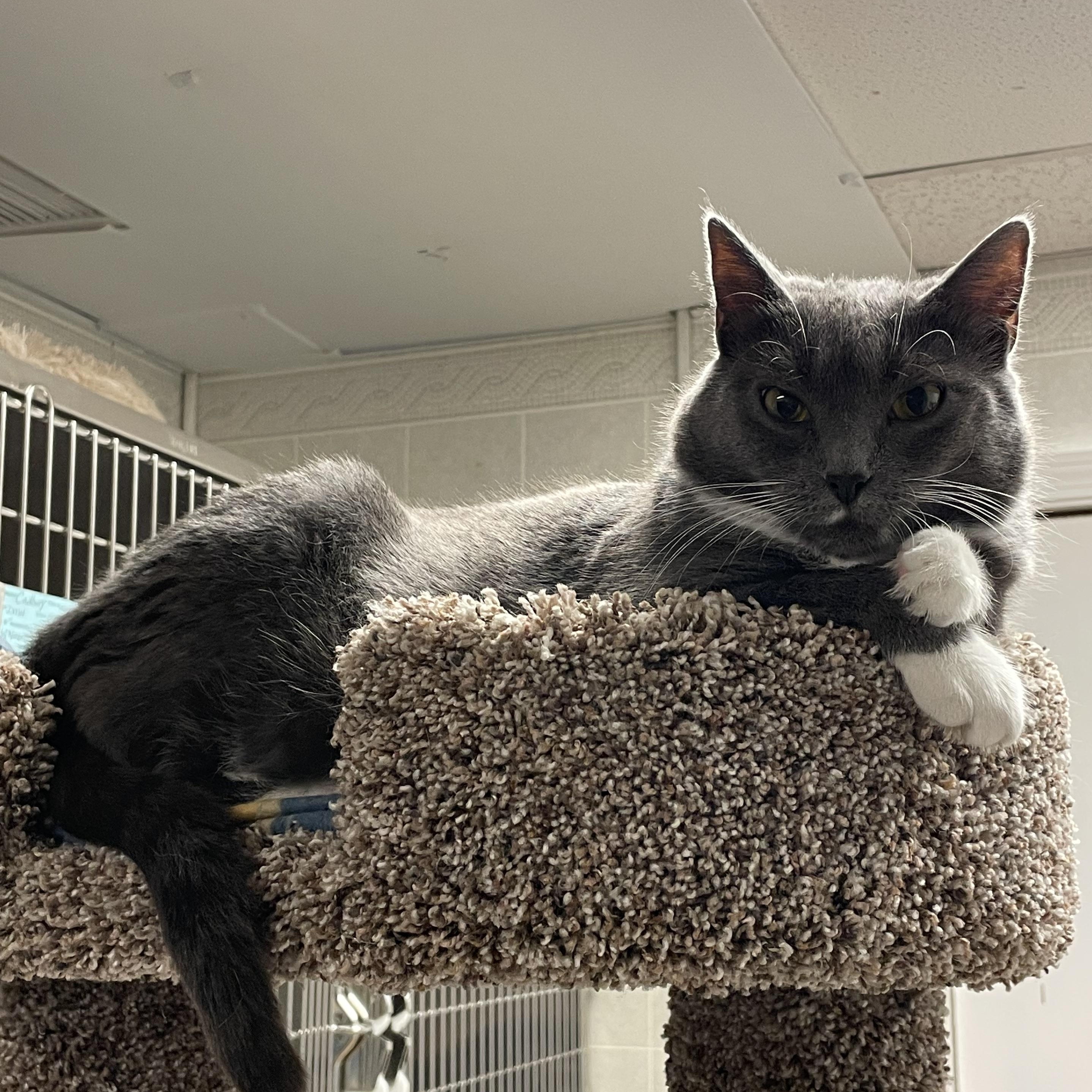 Apple, Adoptable, Young Female Domestic Short Hair.
