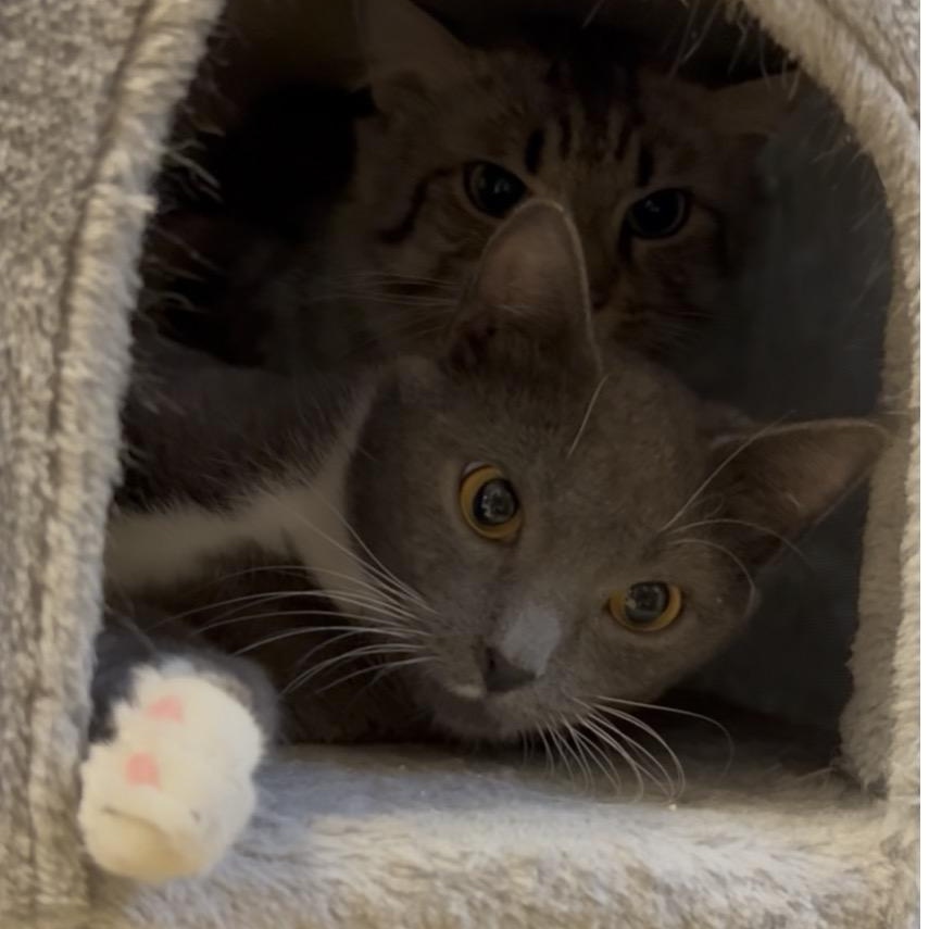 Apple, a Adoptable Domestic Short Hair in North Kingstown, RI image 4/6