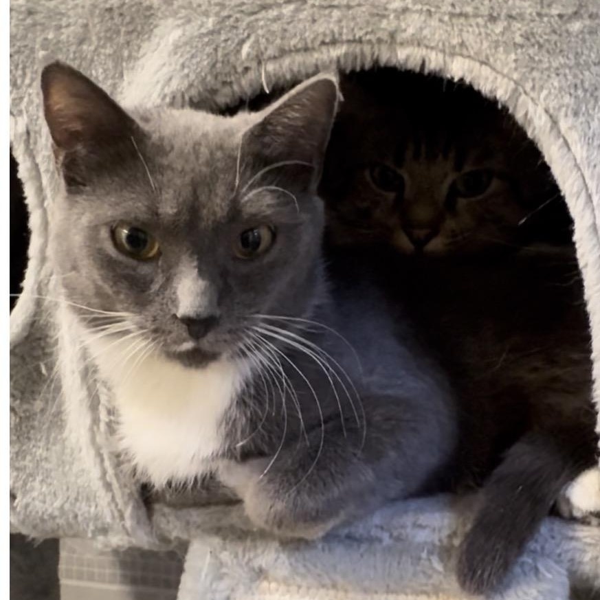 Apple, a Adoptable Domestic Short Hair in North Kingstown, RI image 5/6