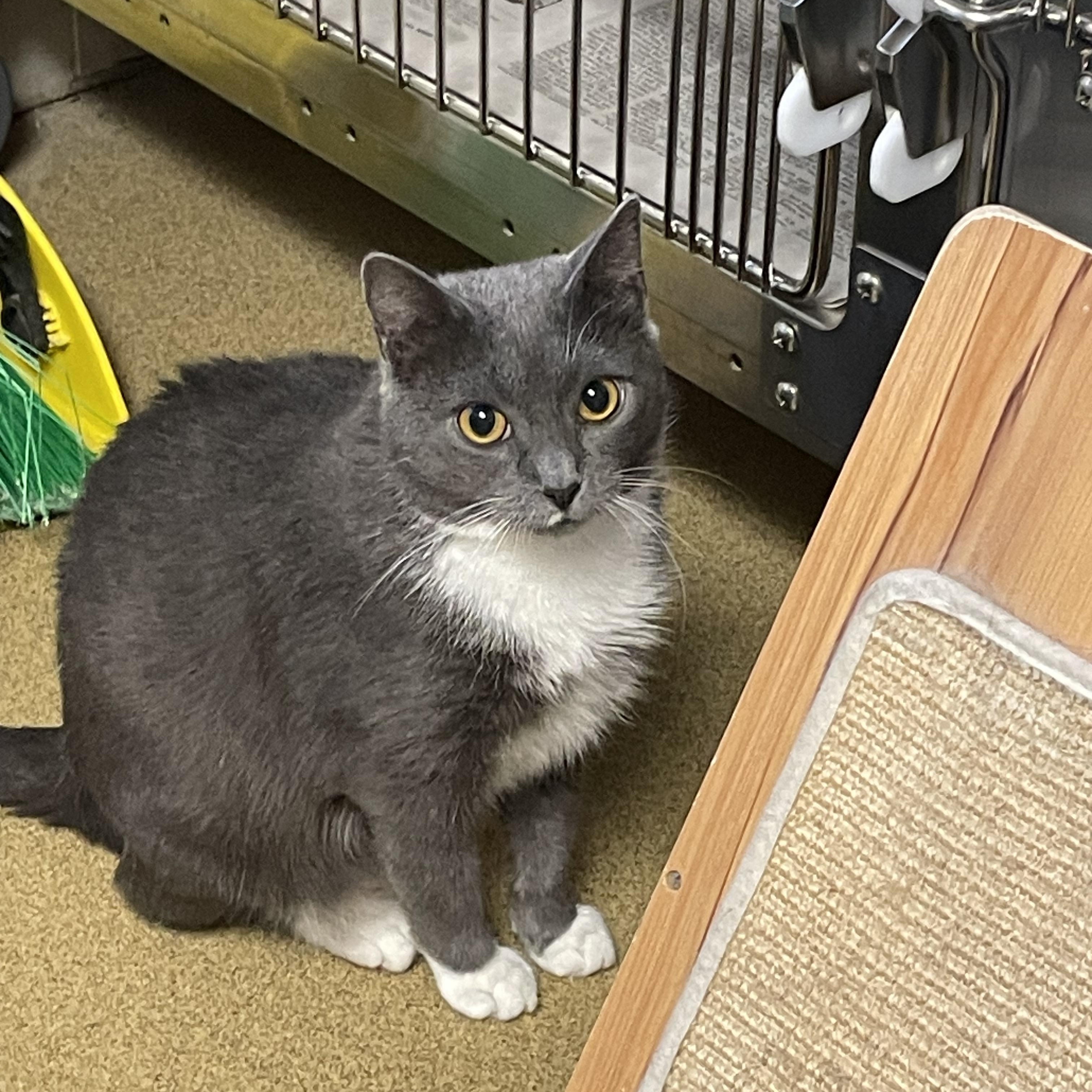 Enlarge Apple, a Adoptable Domestic Short Hair in North Kingstown, RI image 4/6