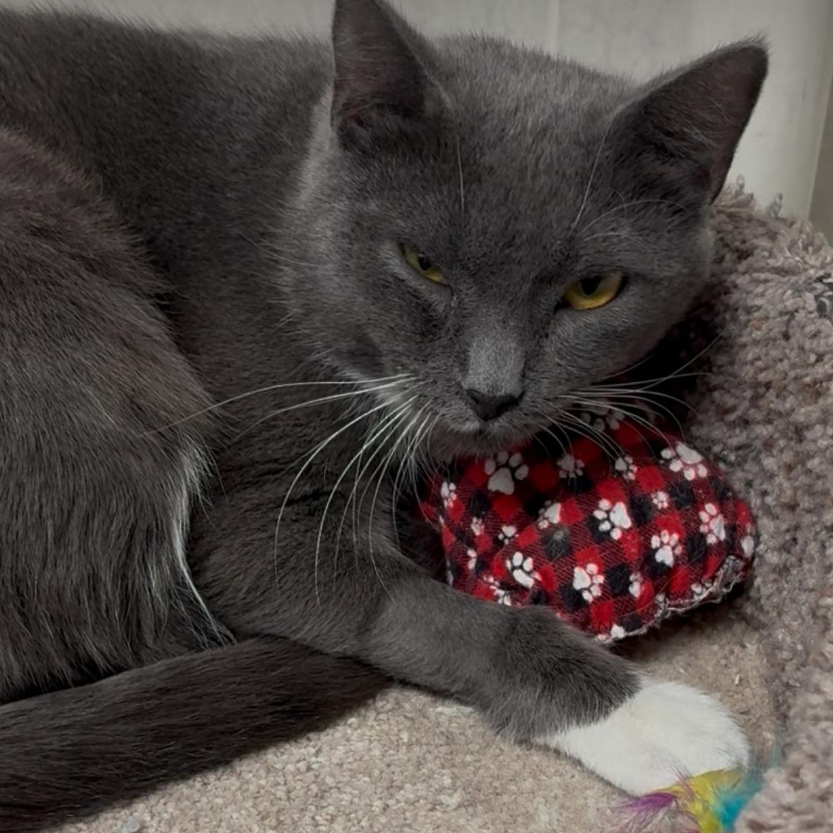 Apple, a Adoptable Domestic Short Hair in North Kingstown, RI image 1/6