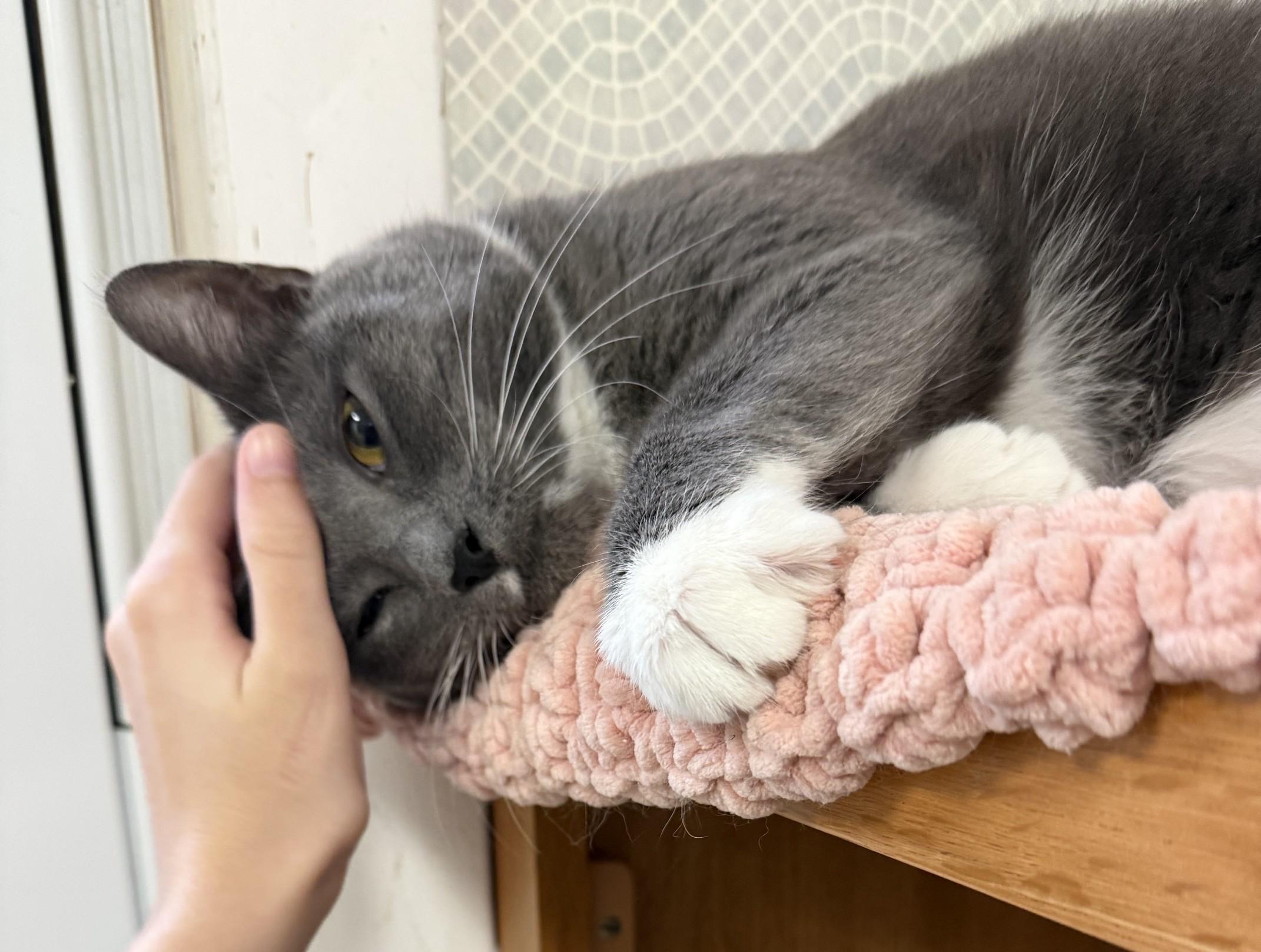 Apple, Adoptable, Young Female Domestic Short Hair.