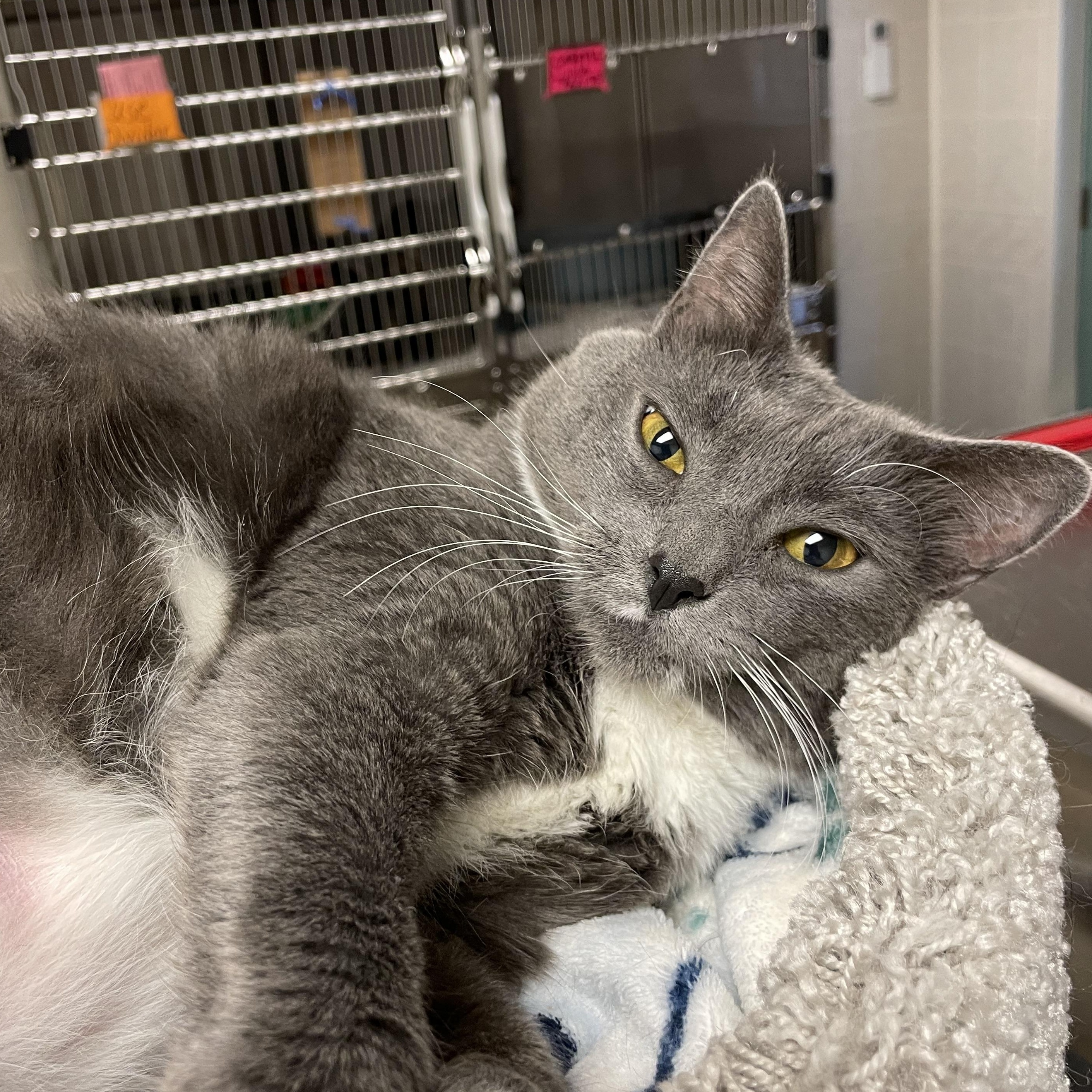 Enlarge Apple, a Adopted Domestic Short Hair in North Kingstown, RI image 6/6