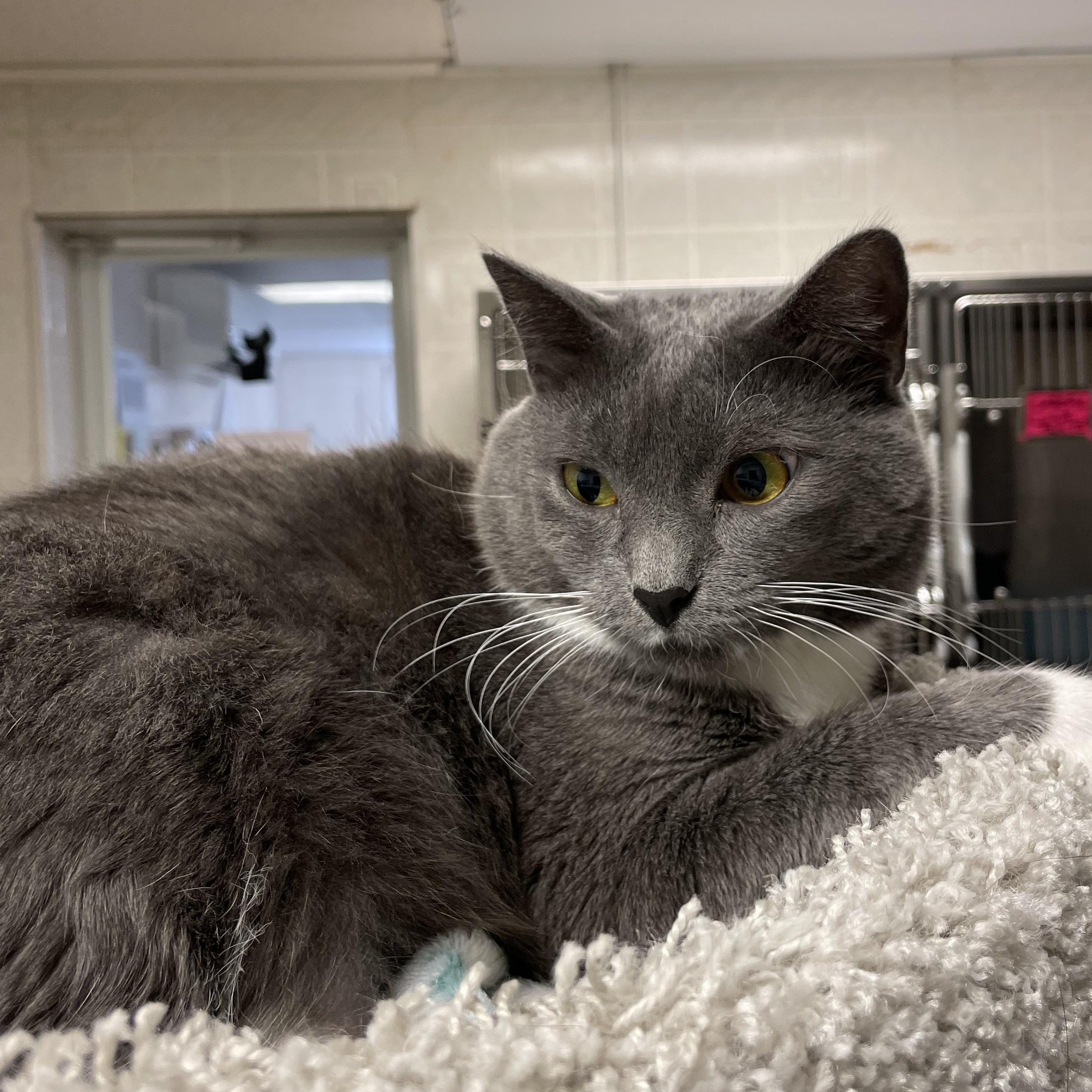 Apple, Adopted, Young Female Domestic Short Hair.