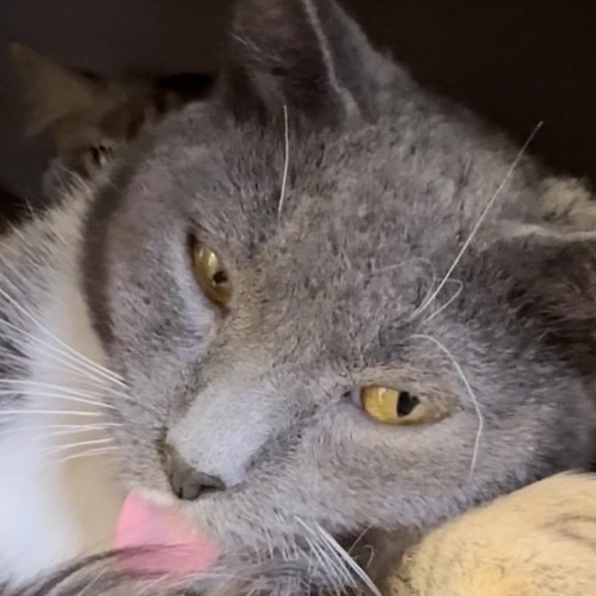 Apple, a Adoptable Domestic Short Hair in North Kingstown, RI image 6/6