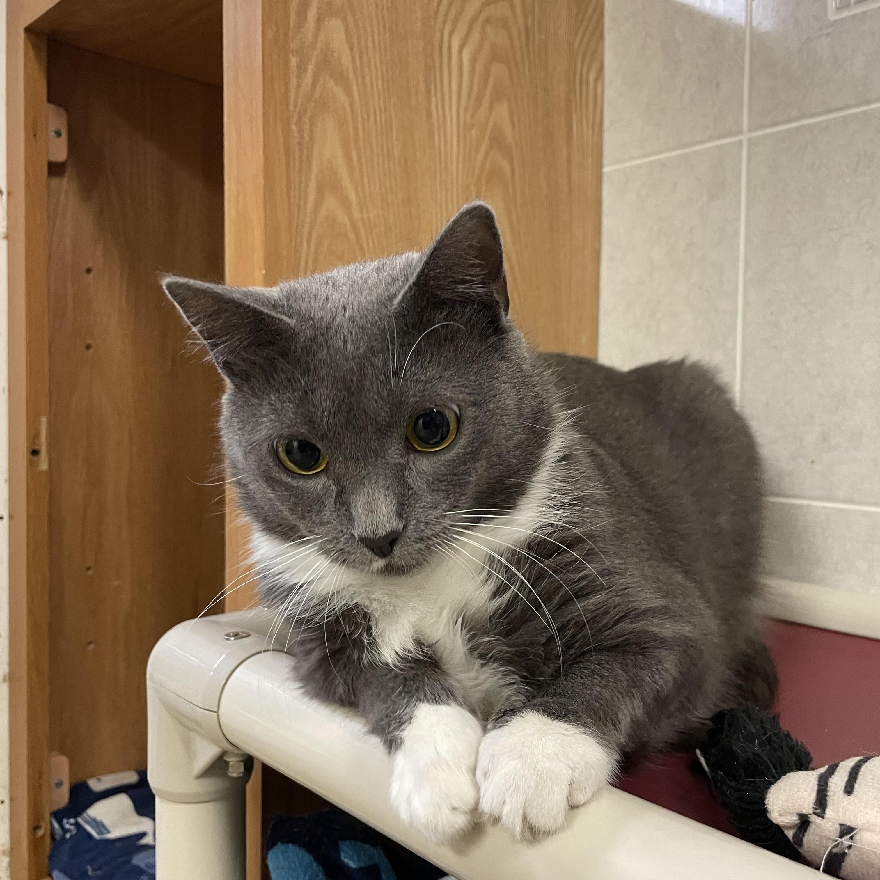 Enlarge Apple, a Adoptable Domestic Short Hair in North Kingstown, RI image 3/6