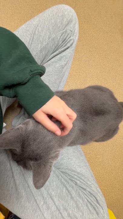 Enlarge Apple, a Adopted Domestic Short Hair in North Kingstown, RI video 3/6