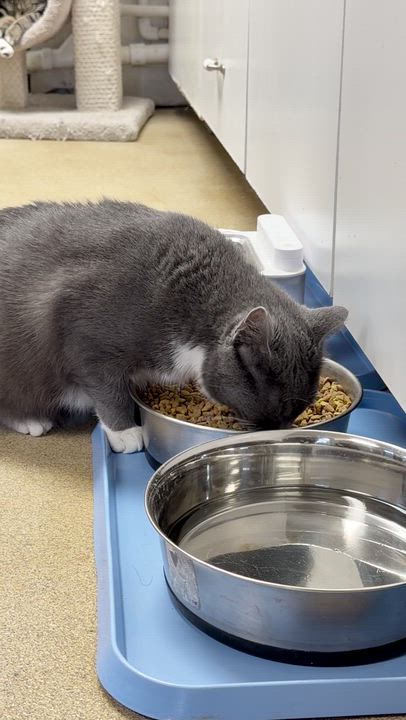 Enlarge Apple, a Adoptable Domestic Short Hair in North Kingstown, RI video 5/6