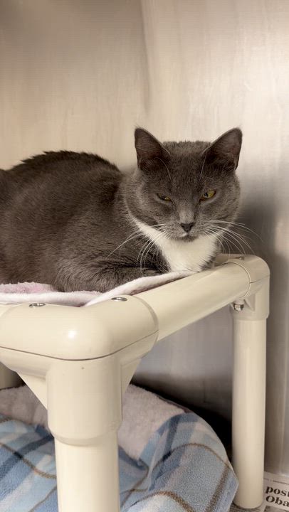 Enlarge Apple, a Adoptable Domestic Short Hair in North Kingstown, RI video 2/6