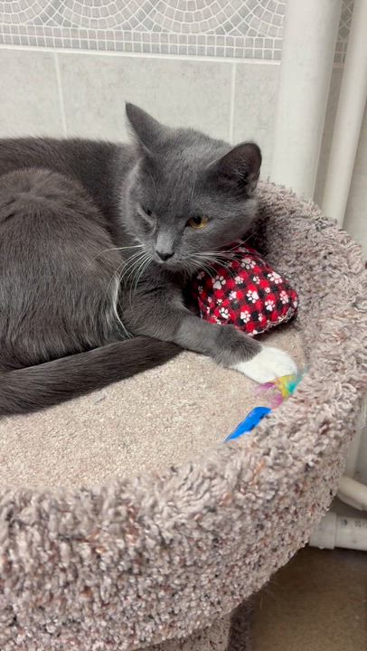 Enlarge Apple, a Adoptable Domestic Short Hair in North Kingstown, RI video 3/6