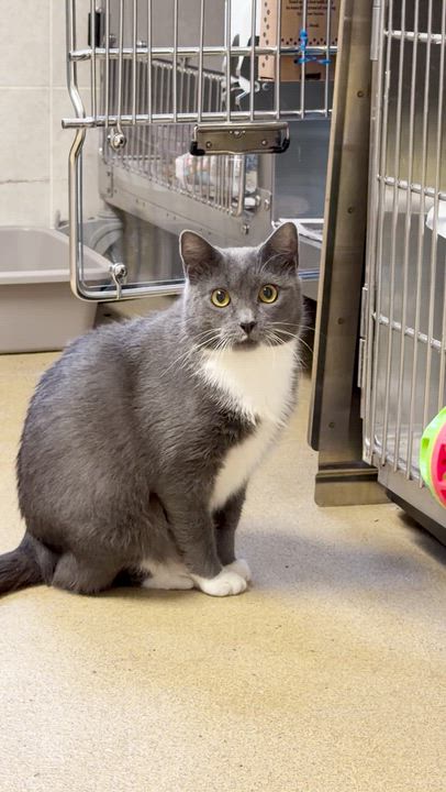 Enlarge Apple, a Adoptable Domestic Short Hair in North Kingstown, RI video 6/6