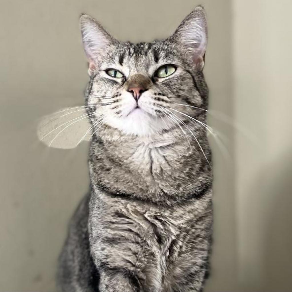 Kami, Adoptable, Adult Female Domestic Short Hair.