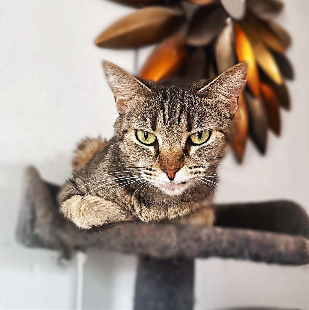 Kami, a Adoptable Domestic Short Hair in Dallas, TX image 3/3