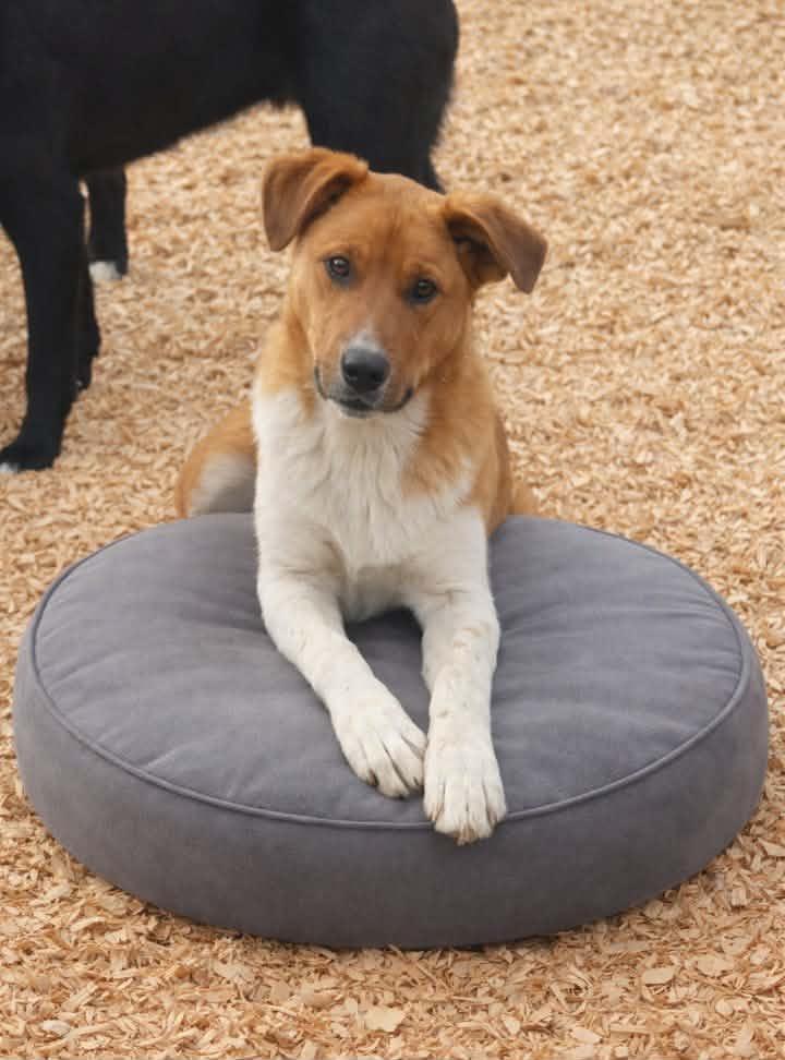 Enlarge Axel Anderson, a Adoptable mixed breed in East Dundee , IL image 4/4