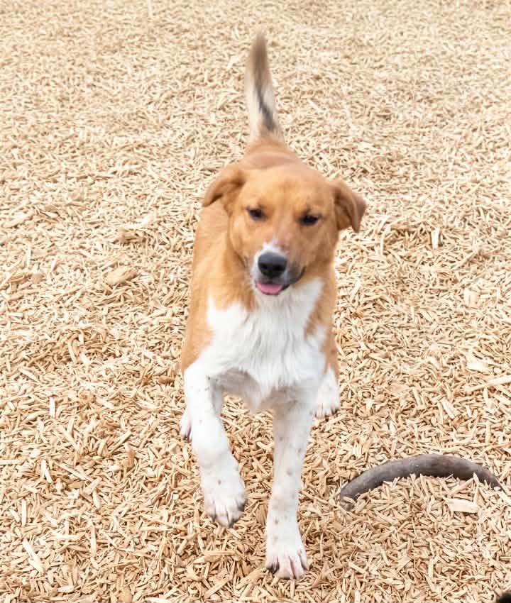 Enlarge Axel Anderson, a Adoptable mixed breed in East Dundee , IL image 2/4