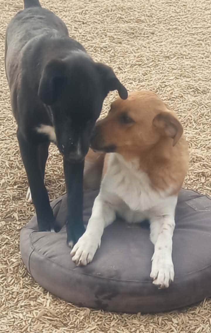 Enlarge Axel Anderson, a Adoptable mixed breed in East Dundee , IL image 3/4