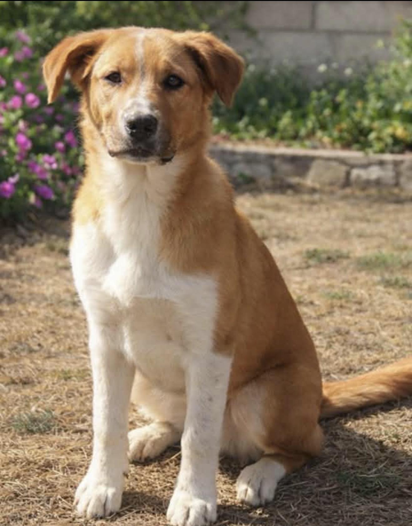 Enlarge Axel Anderson, a Adoptable mixed breed in East Dundee , IL image 1/4