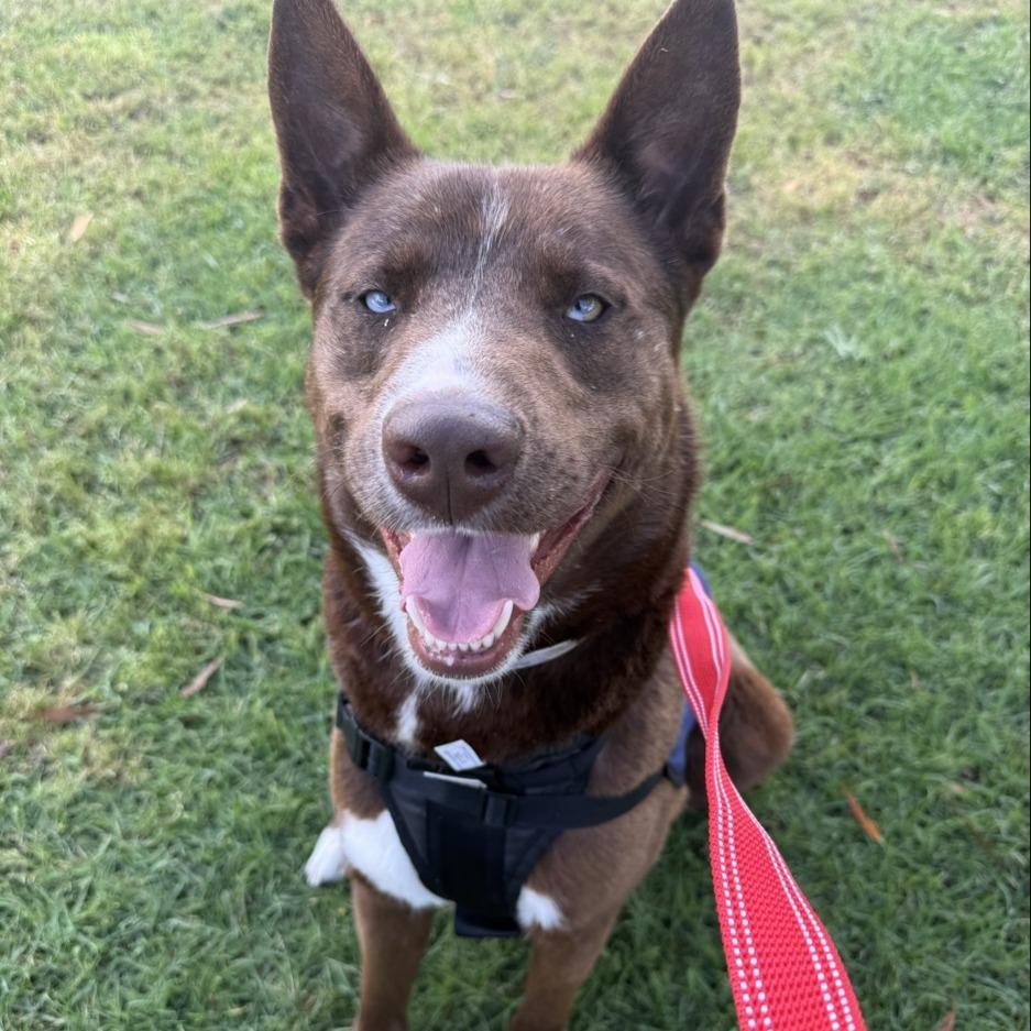 Enlarge Maverick, a Adoptable mixed breed in Long Beach, CA image 1/3