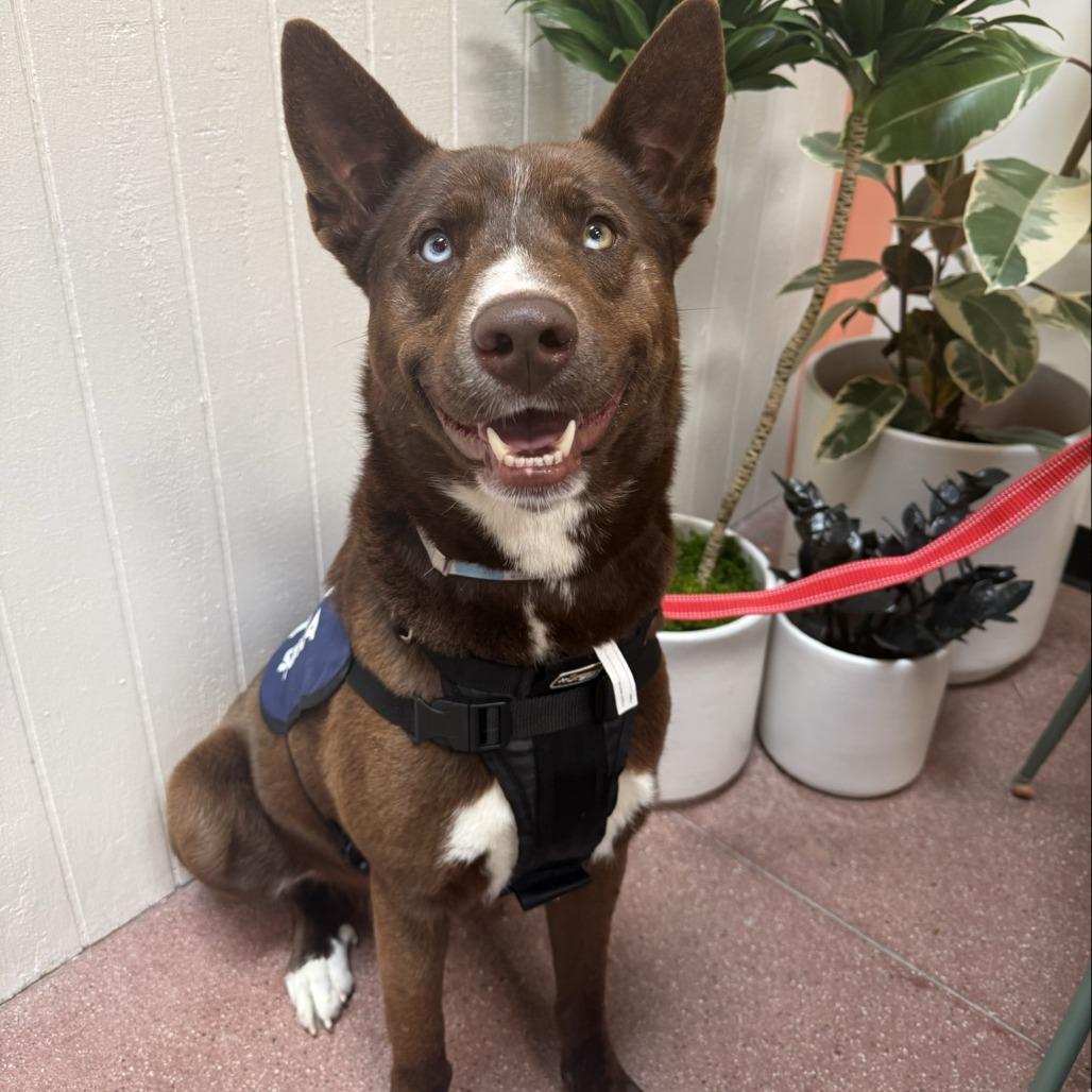 Enlarge Maverick, a Adoptable mixed breed in Long Beach, CA image 2/3
