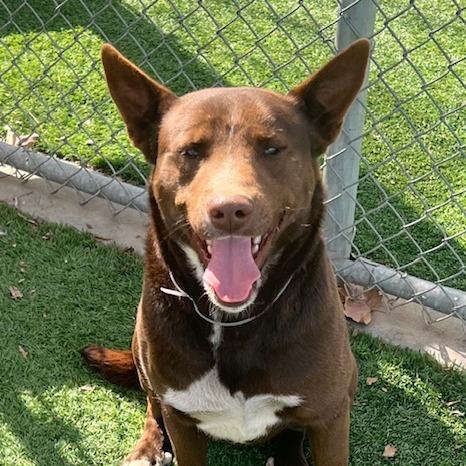 Enlarge Maverick, a Adoptable mixed breed in Long Beach, CA image 3/3