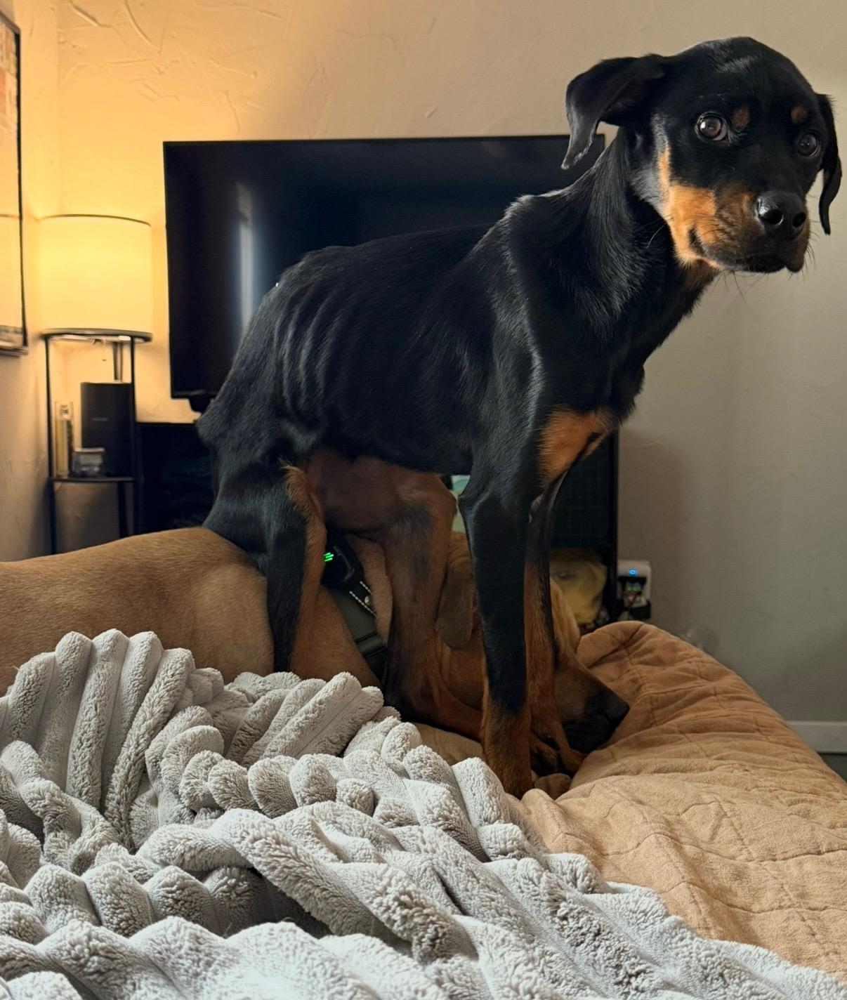 Enlarge Lula Fern, a Adopted Mixed Breed in Ogden, UT image 4/6