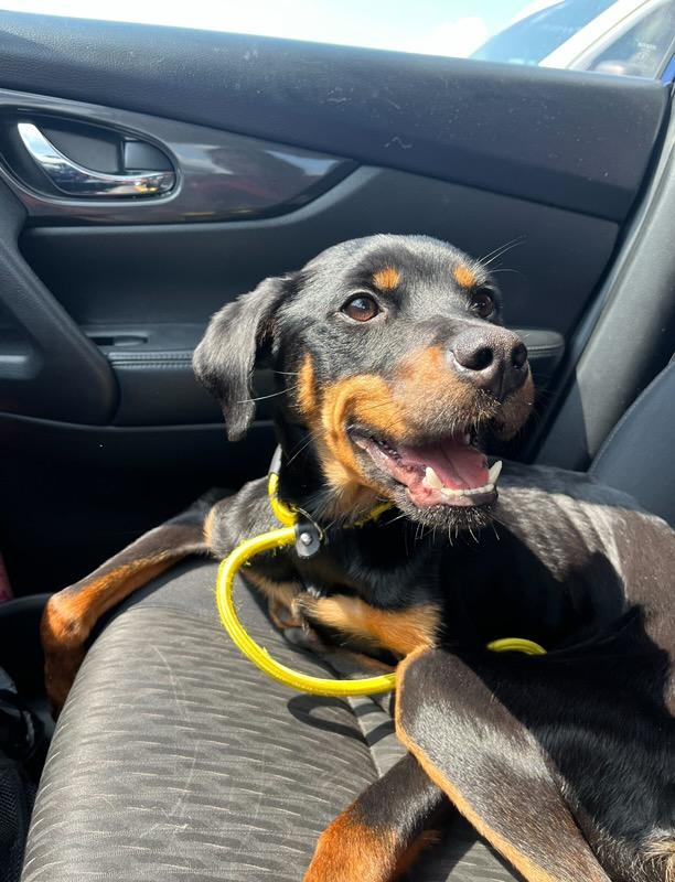 Lula Fern, Adopted, Young Female Mixed Breed.