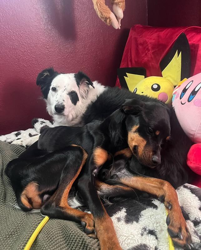 Enlarge Lula Fern, a Adopted Mixed Breed in Ogden, UT image 6/6