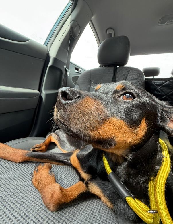 Enlarge Lula Fern, a Adopted Mixed Breed in Ogden, UT image 2/6