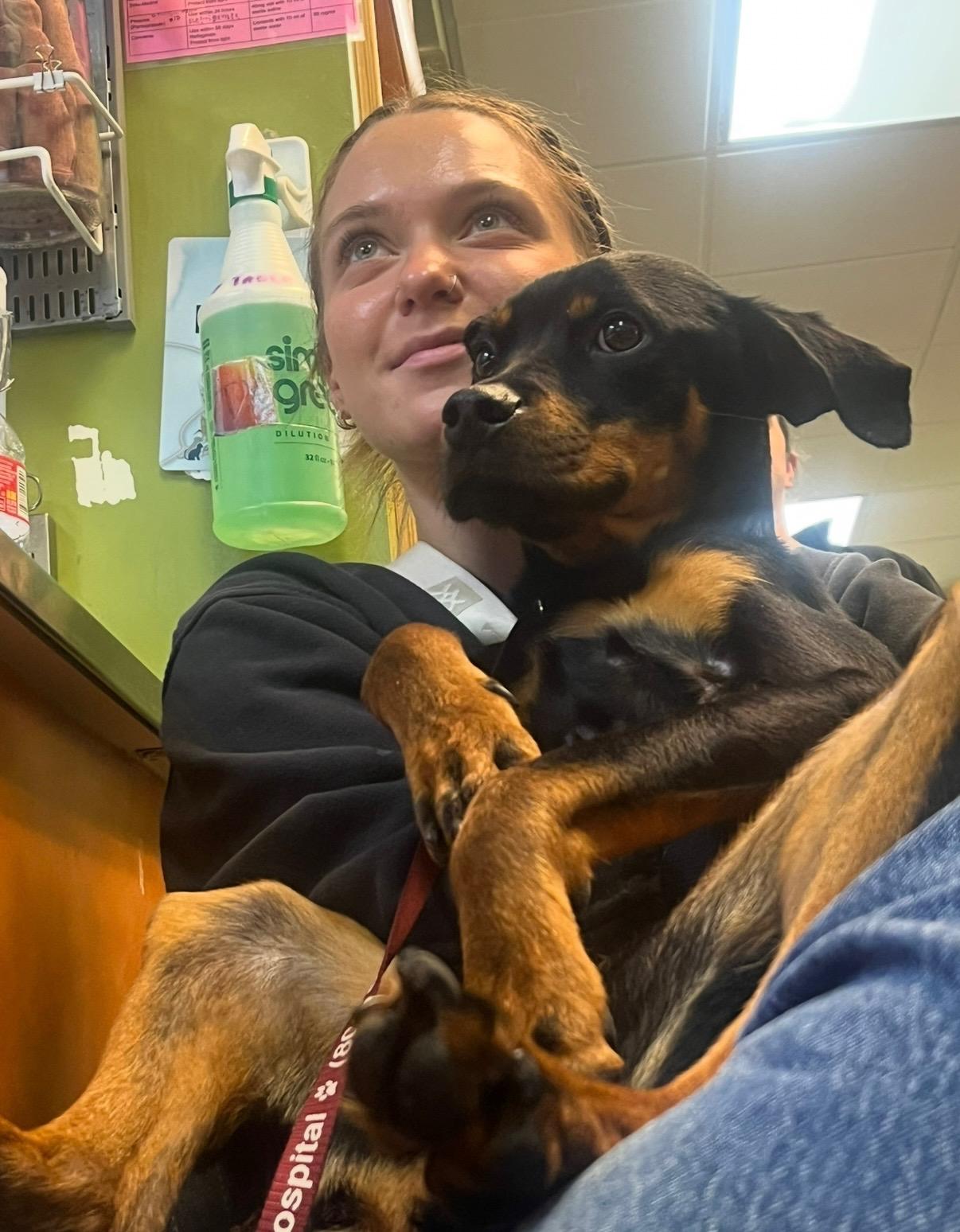 Enlarge Lula Fern, a Adopted Mixed Breed in Ogden, UT image 3/6