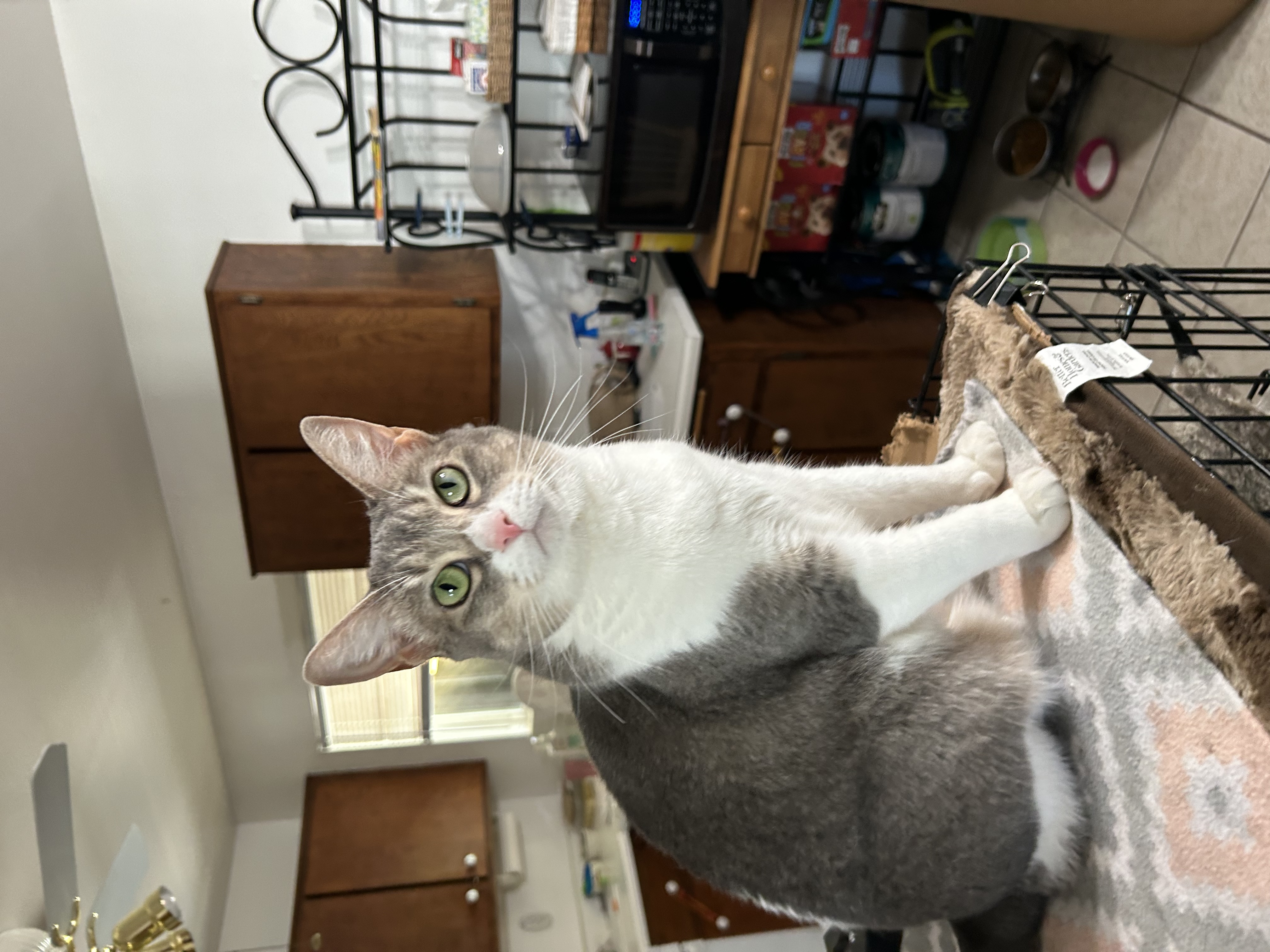 FREYA, Adoptable, Adult Female Dilute Calico.