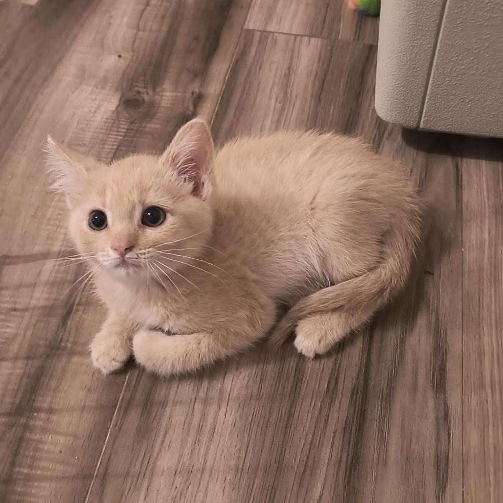 Enlarge Tommy, a Adopted Domestic Short Hair in Prescott, AZ image 1/1