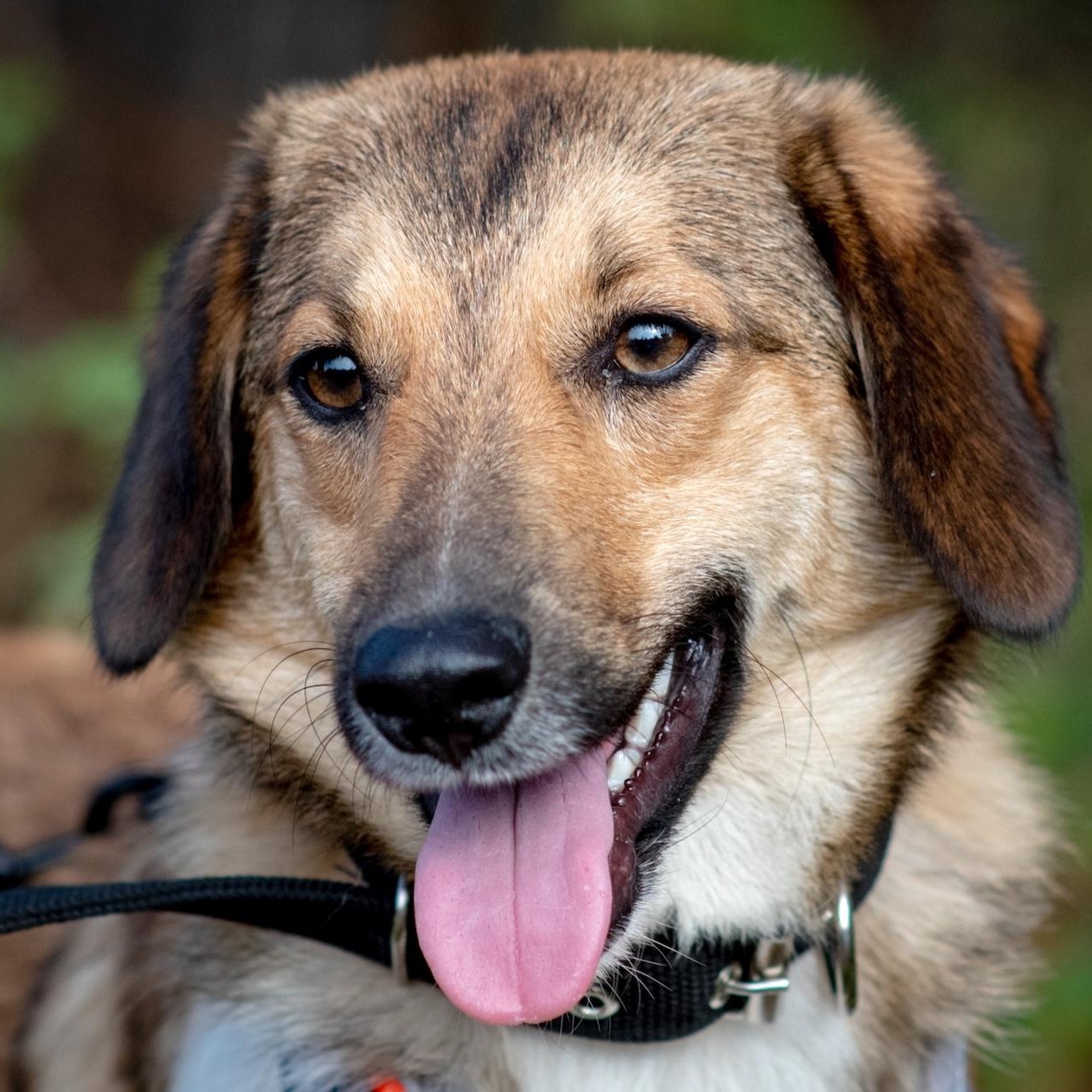 Enlarge Tessa, a Adoptable mixed breed in Morristown, NJ image 2/6