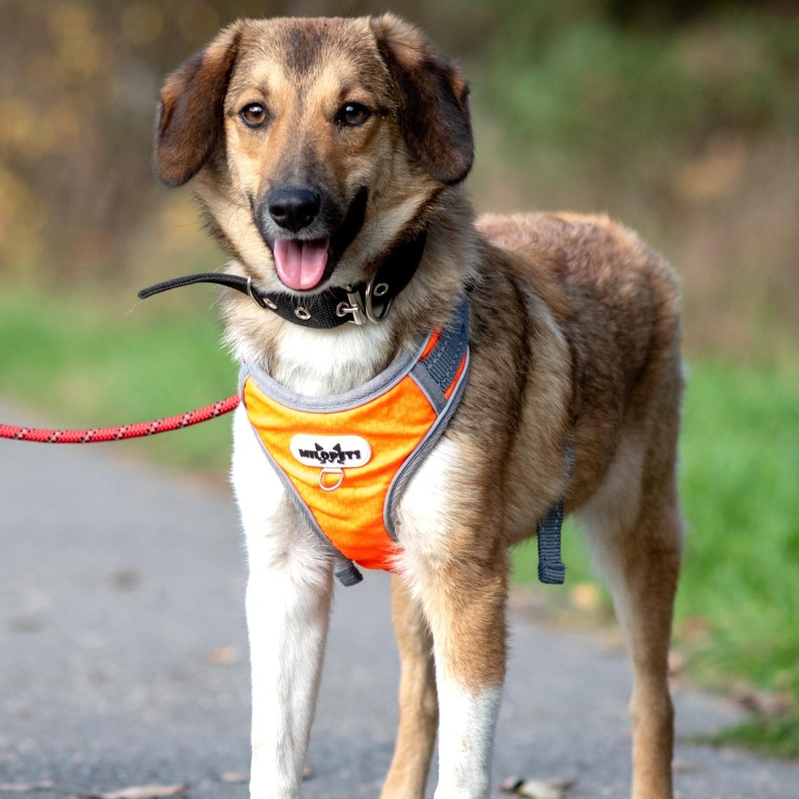 Tessa, Adoptable, Young Female Corgi & Spaniel.