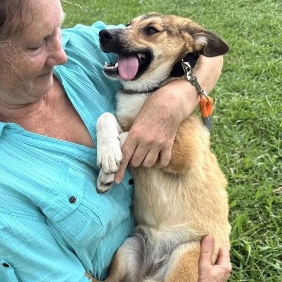 Enlarge Tessa, a Adoptable mixed breed in Morristown, NJ image 6/6