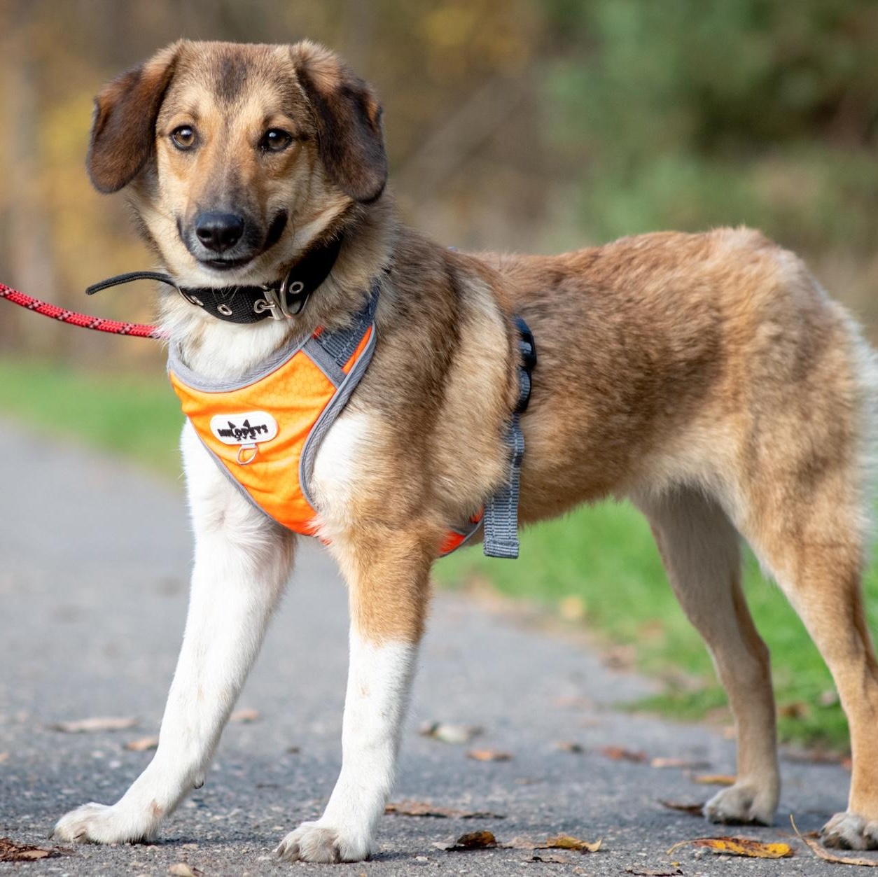 Enlarge Tessa, a Adoptable mixed breed in Morristown, NJ image 3/6