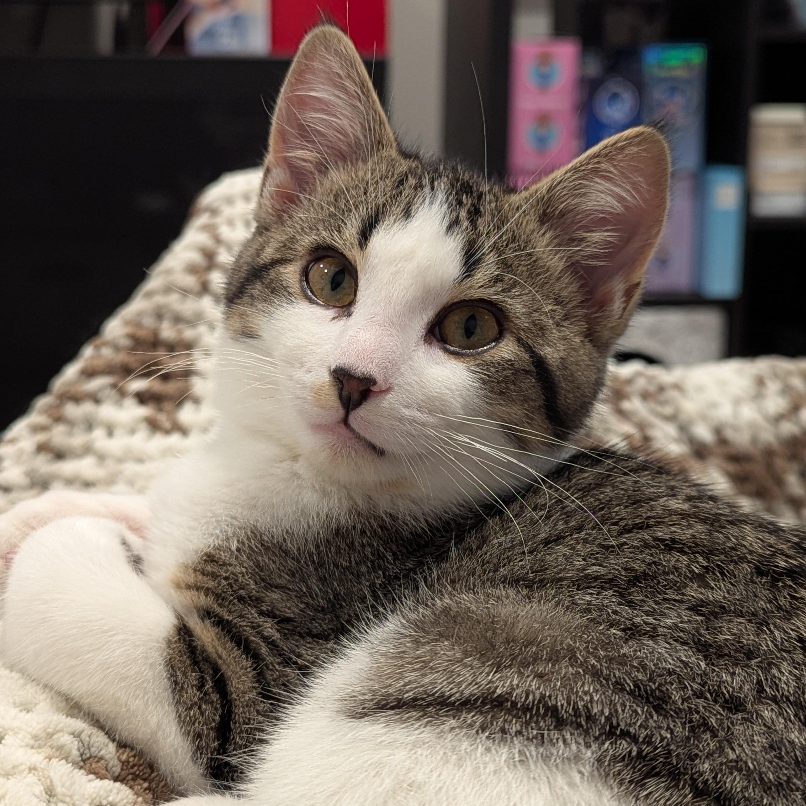 Wentworth, an adoptable Domestic Short Hair, Tabby in Dickinson, ND, 58601 | Photo Image 1