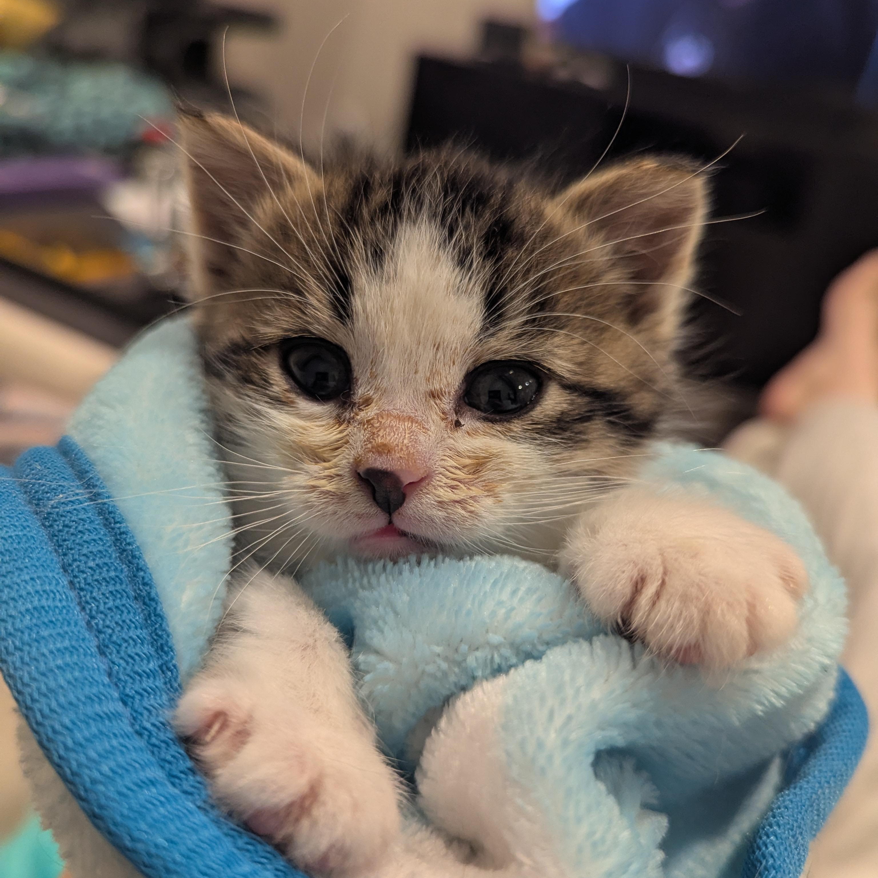 Wentworth, an adoptable Domestic Short Hair, Tabby in Dickinson, ND, 58601 | Photo Image 5