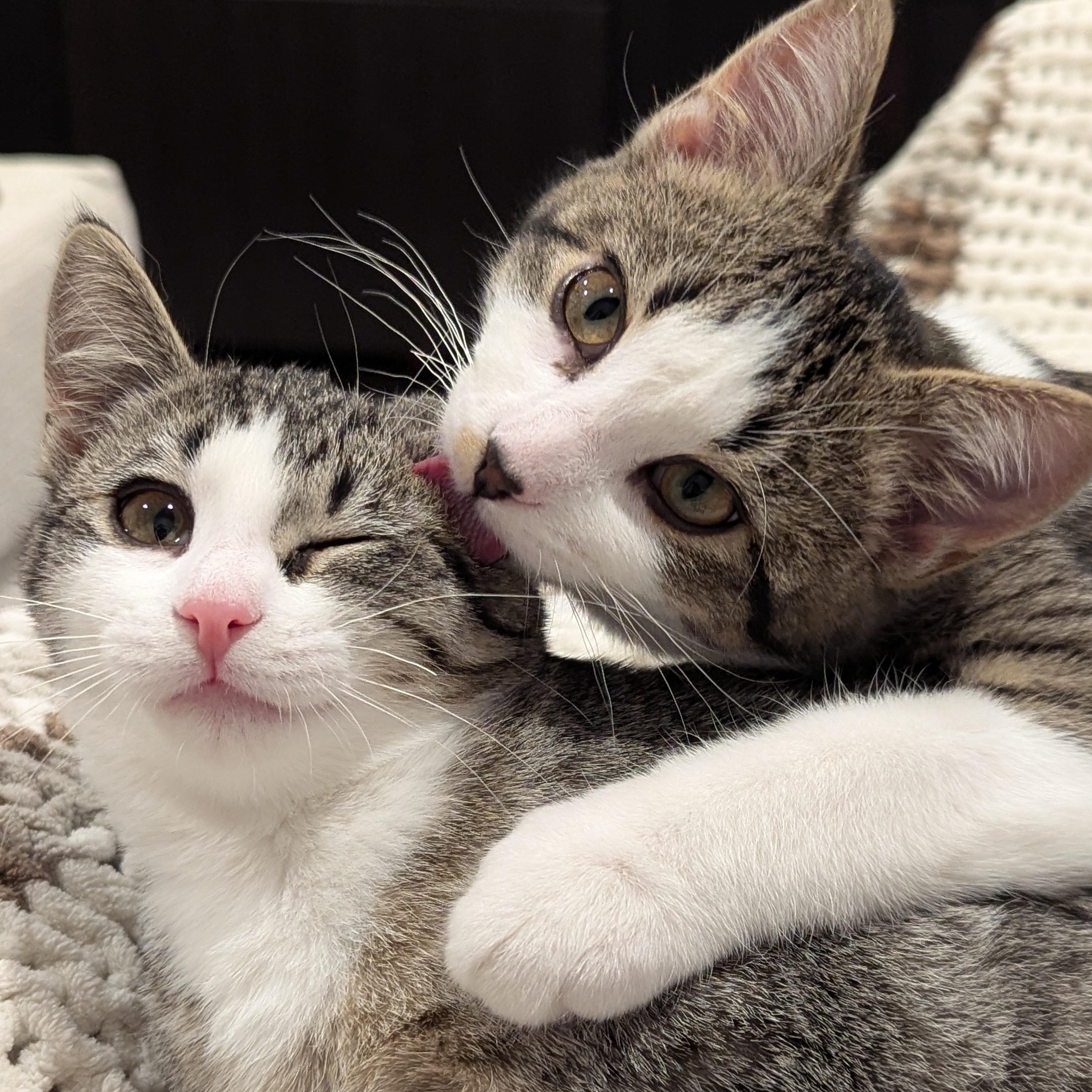 Wentworth, an adoptable Domestic Short Hair, Tabby in Dickinson, ND, 58601 | Photo Image 2