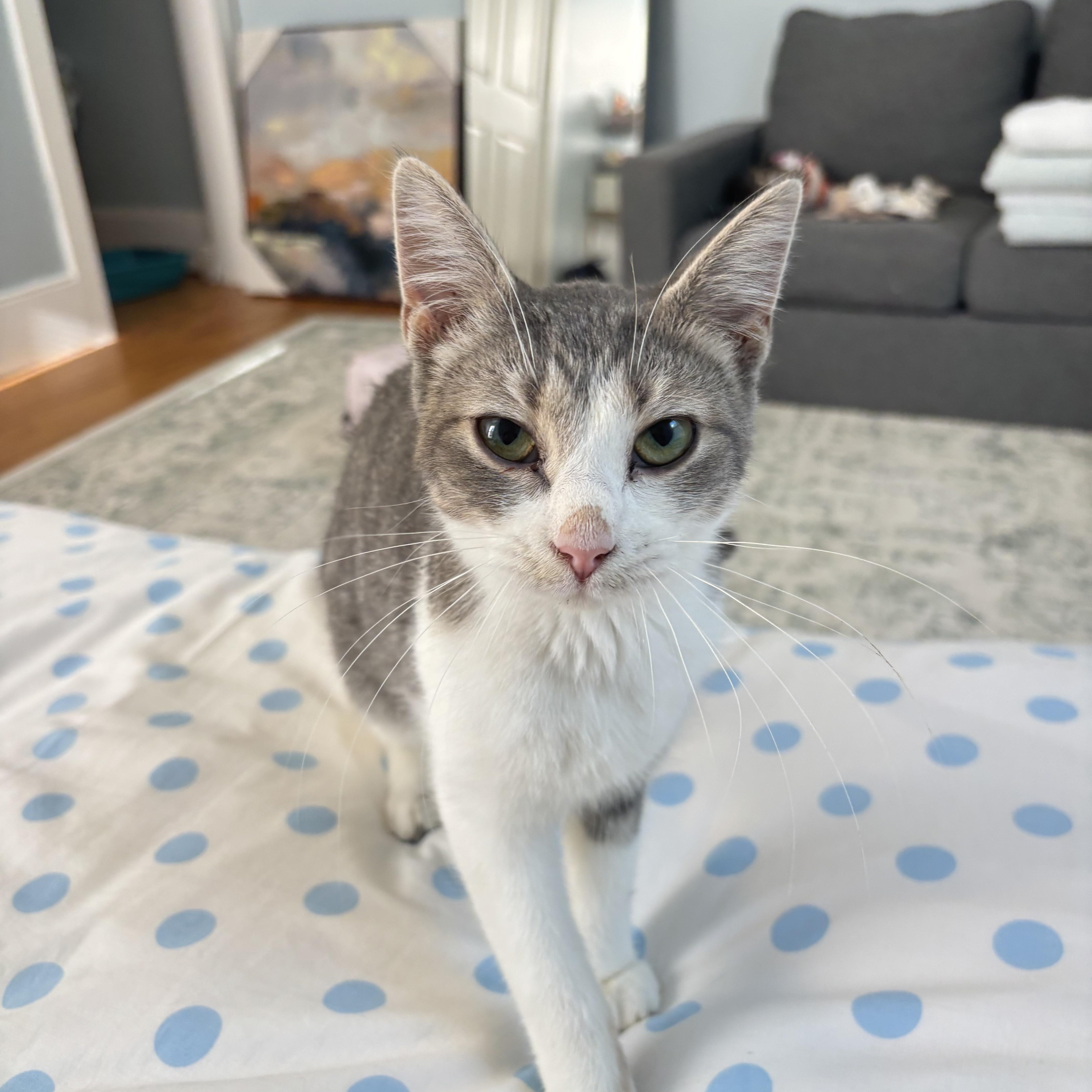 Spice, Adoptable, Kitten Female Domestic Short Hair & Tabby.