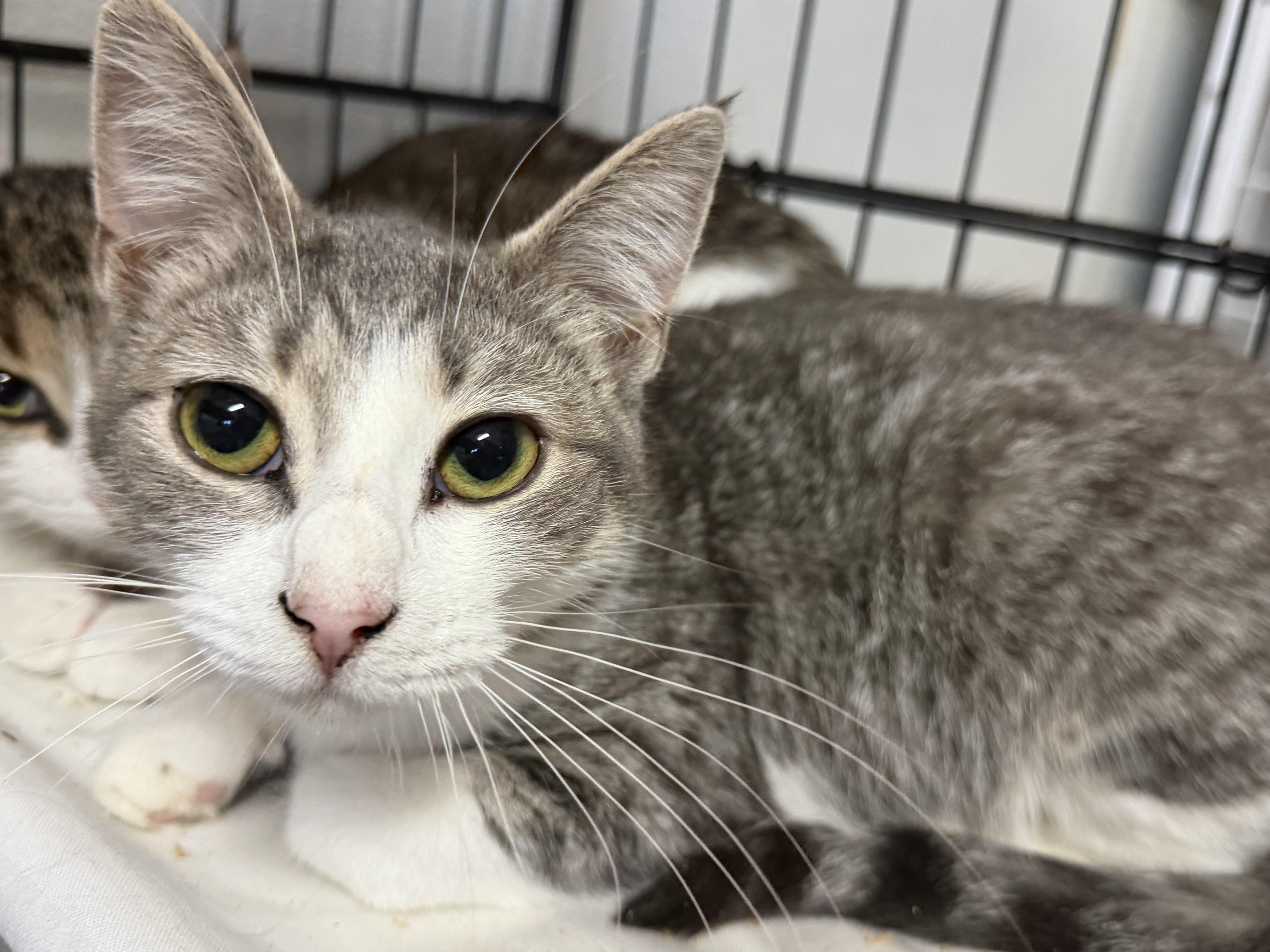 Enlarge Spice, a Adoptable mixed breed in Howell, NJ image 5/5