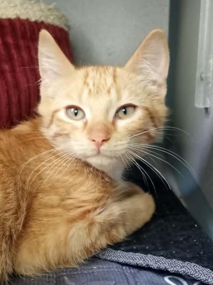 Allen, Adoptable, Young Male Domestic Short Hair.