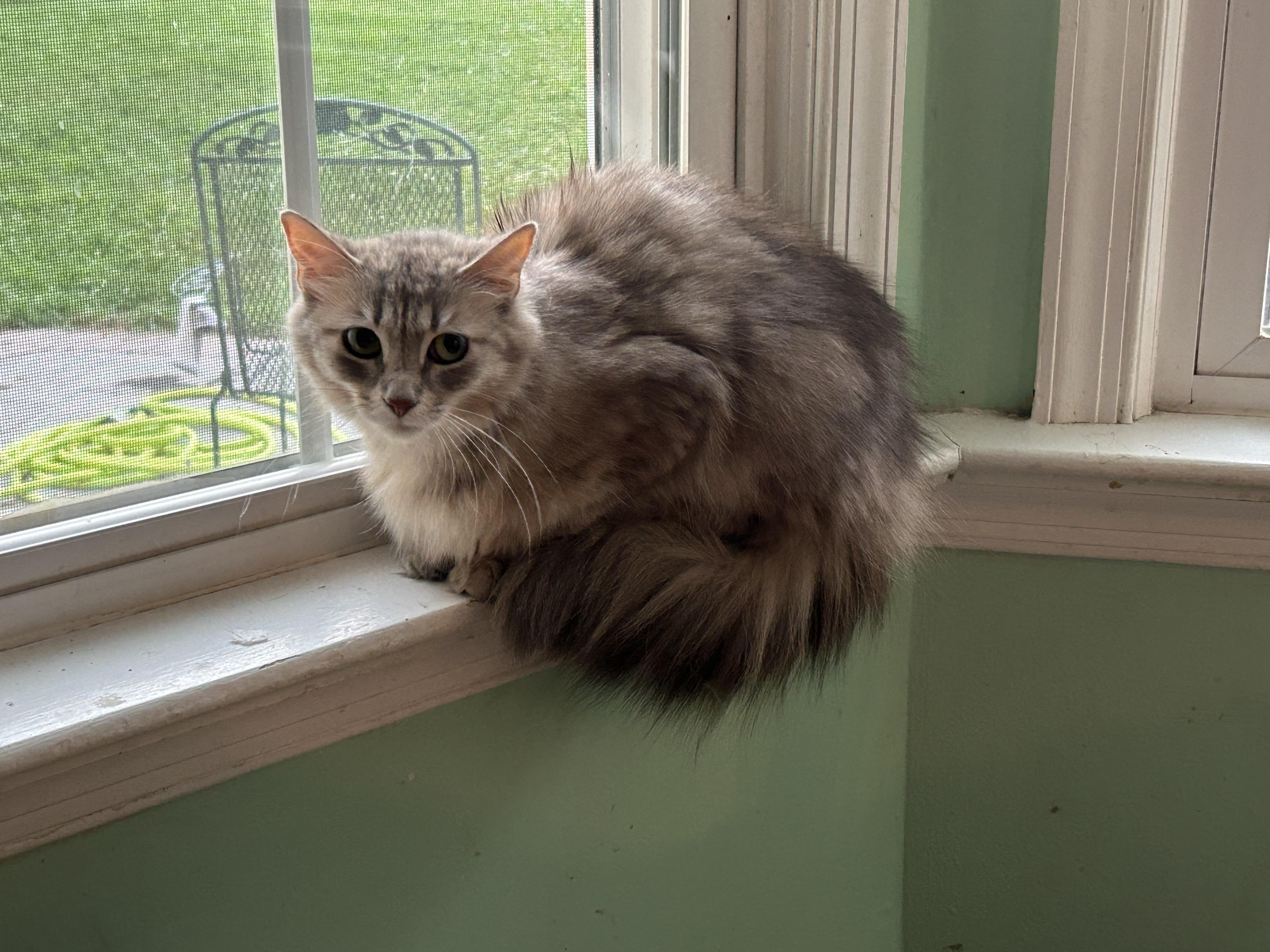 Polly, Adult Female Domestic Short Hair