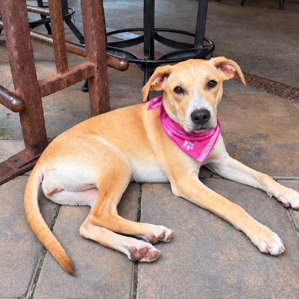 Enlarge Georgia, a Adoptable mixed breed in Levittown, NY image 1/6