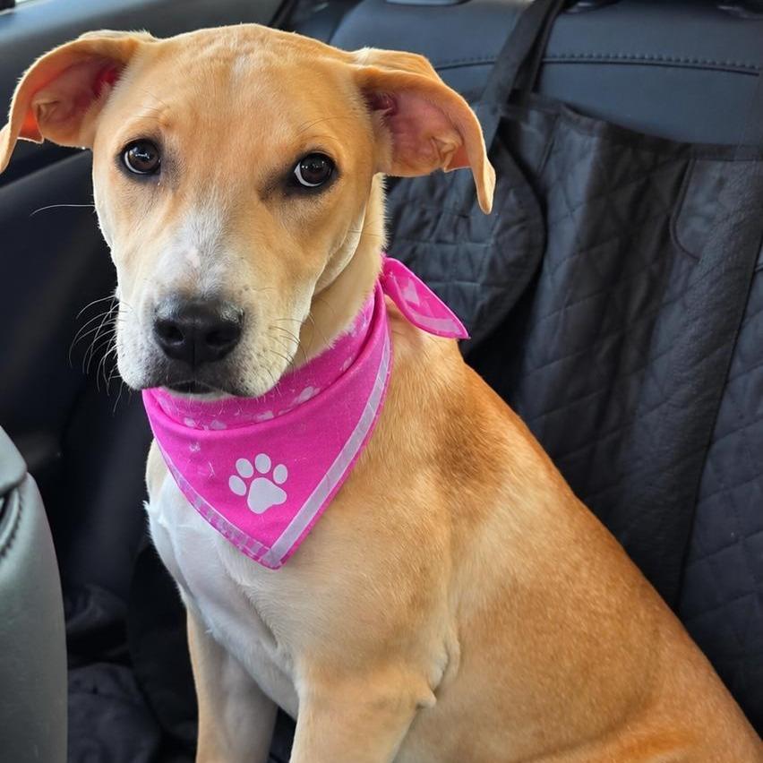 Enlarge Georgia, a Adoptable mixed breed in Levittown, NY image 2/6