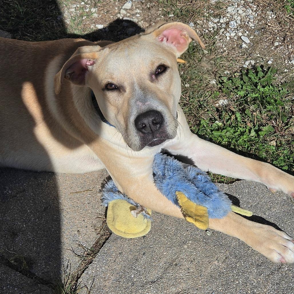 Enlarge Georgia, a Adoptable mixed breed in Levittown, NY image 3/6