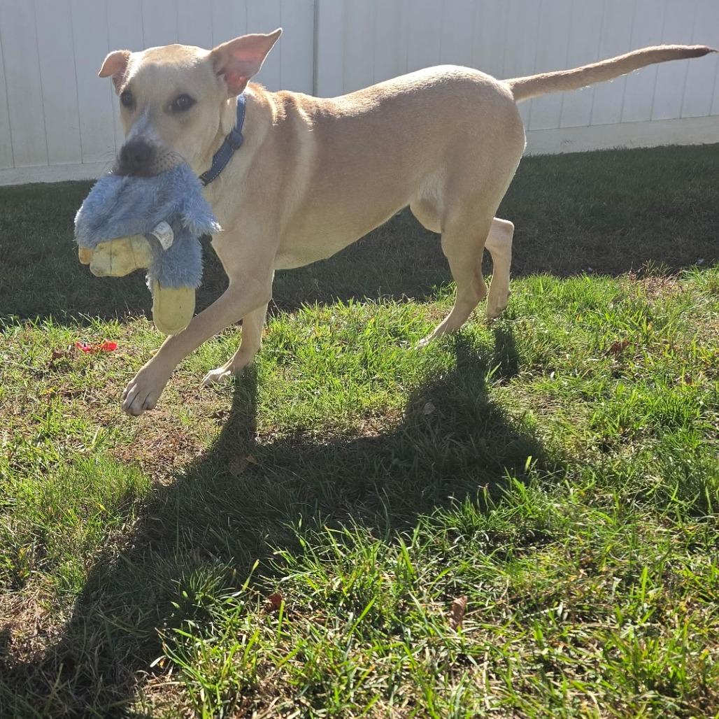 Enlarge Georgia, a Adoptable mixed breed in Levittown, NY image 4/6