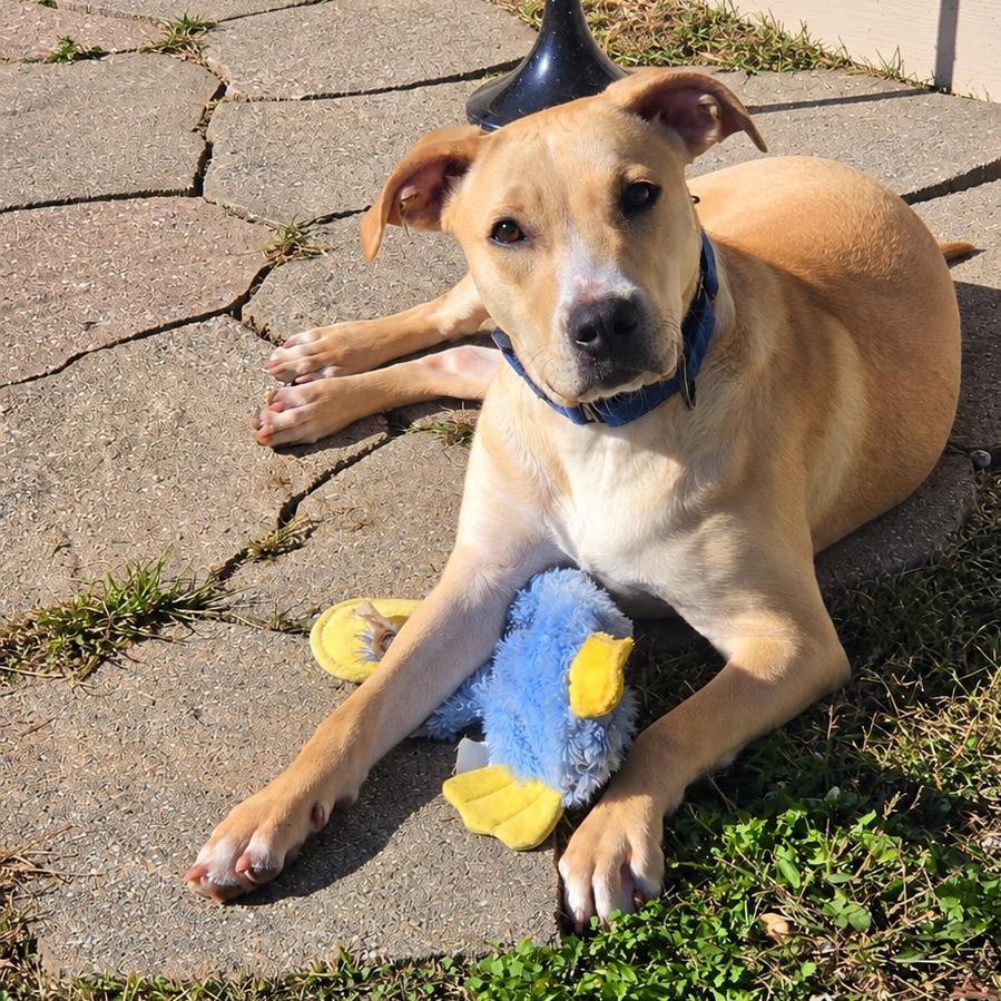 Enlarge Georgia, a Adoptable mixed breed in Levittown, NY image 5/6