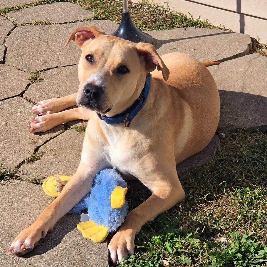 Enlarge Georgia, a Adoptable mixed breed in Levittown, NY image 6/6